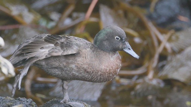 Campbell Islands Teal - ML631287803