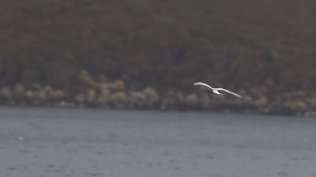 Antarctic Tern - ML631287830