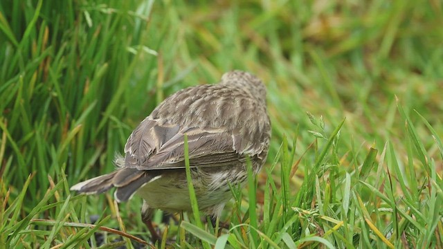 New Zealand Pipit - ML631287835