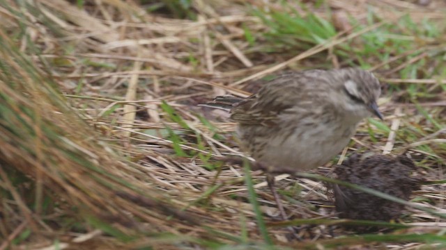New Zealand Pipit - ML631287836