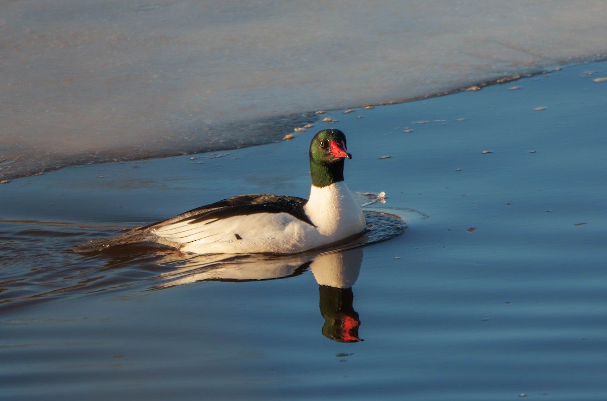 Common Merganser - ML631287839