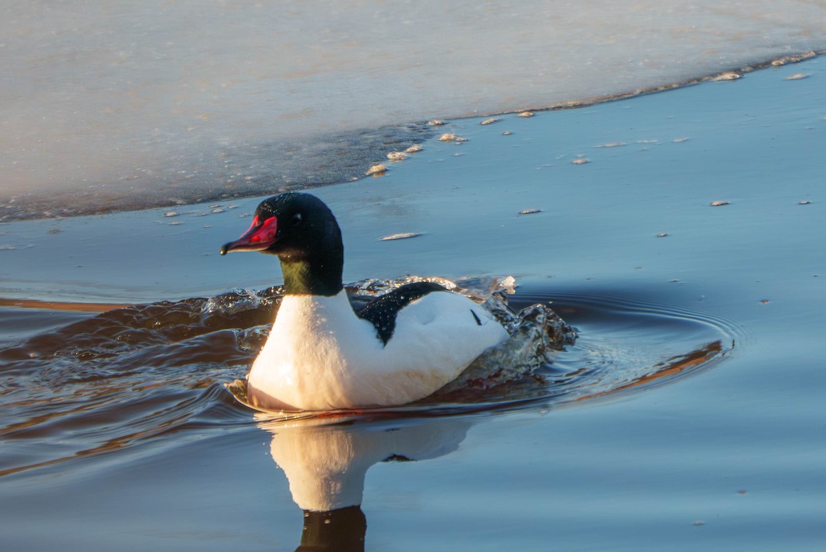 Common Merganser - ML631287840