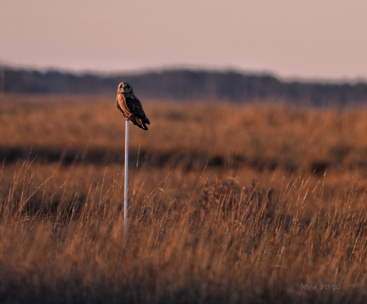 Short-eared Owl (Northern) - ML631288062