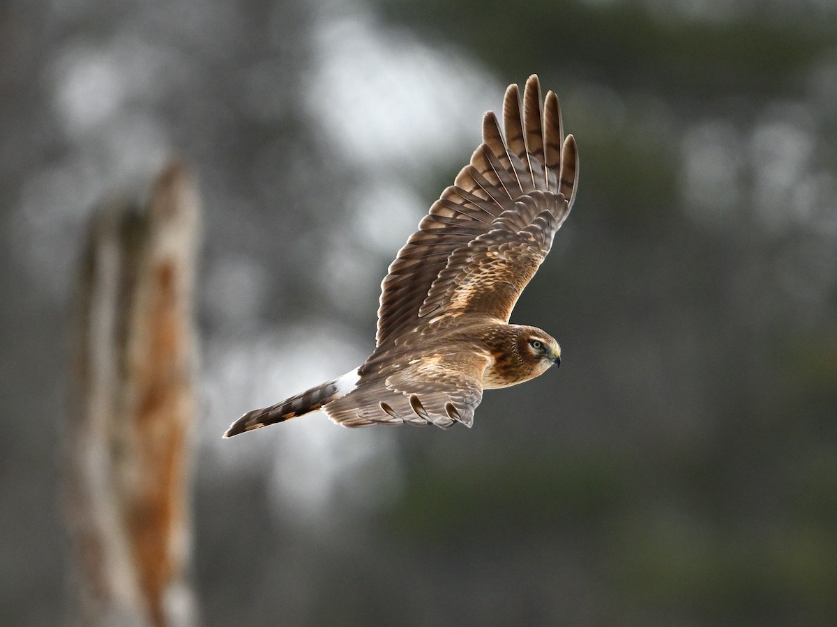 Northern Harrier - ML631288114