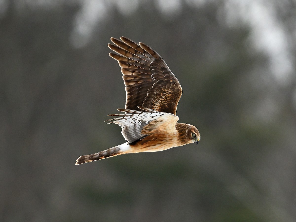 Northern Harrier - ML631288115