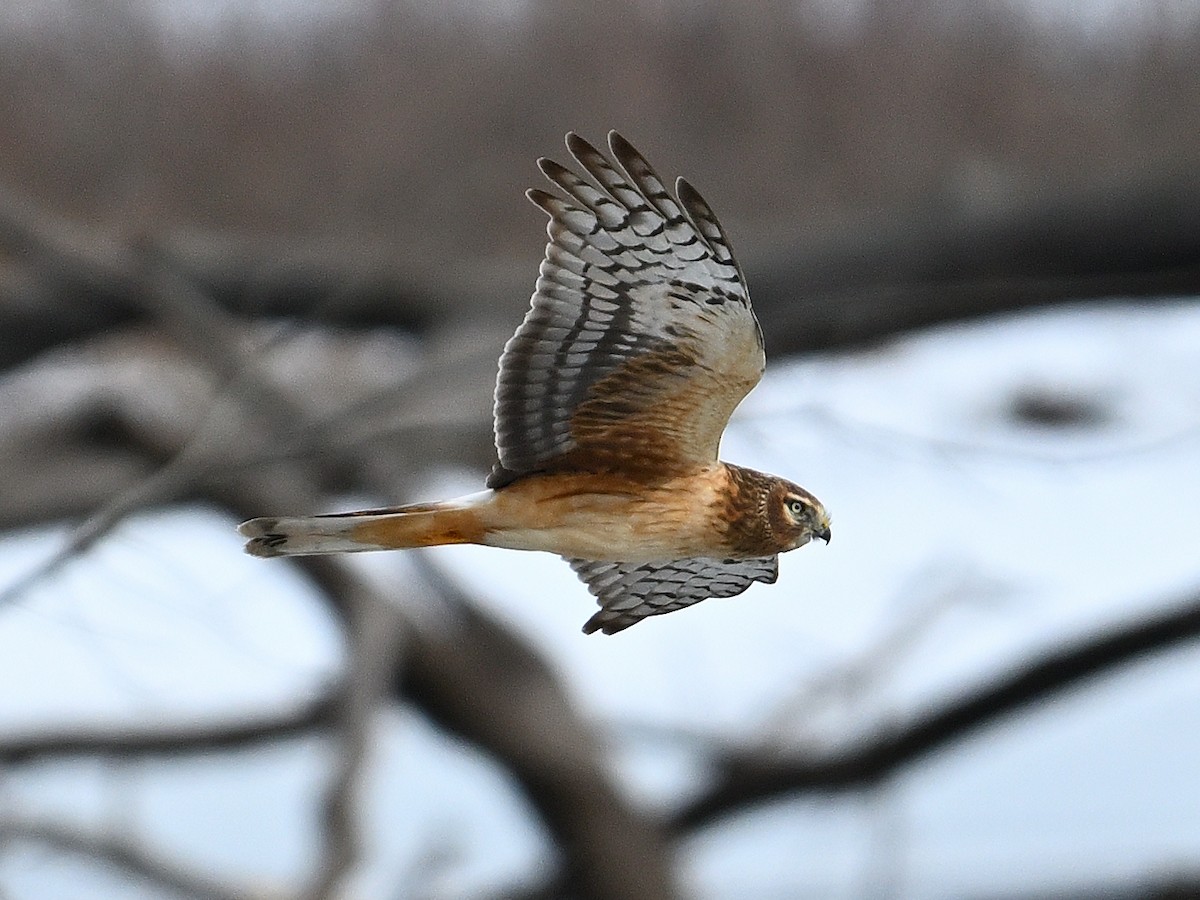 Northern Harrier - ML631288157