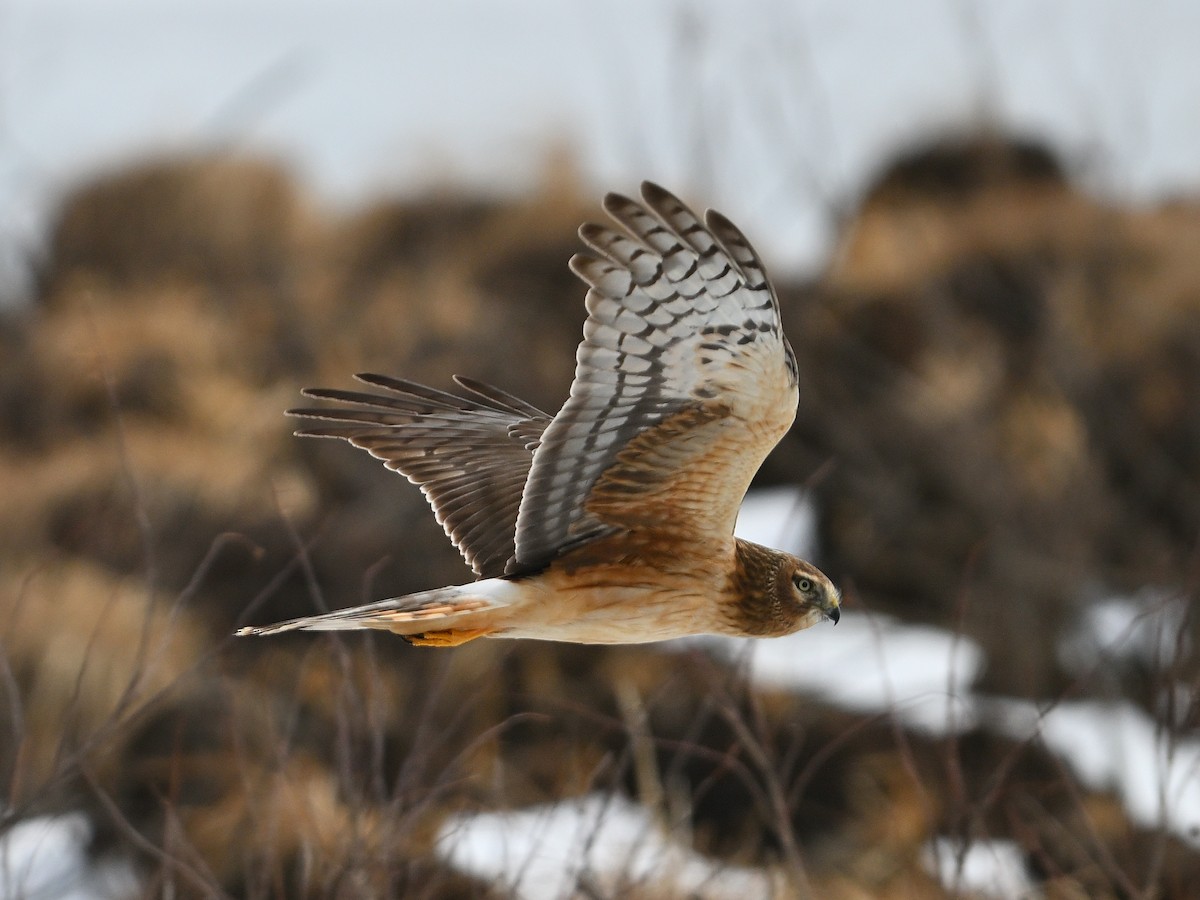 Northern Harrier - ML631288158