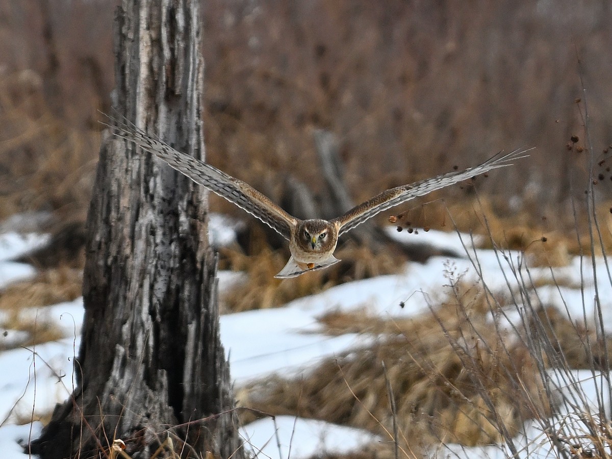 Northern Harrier - ML631288223