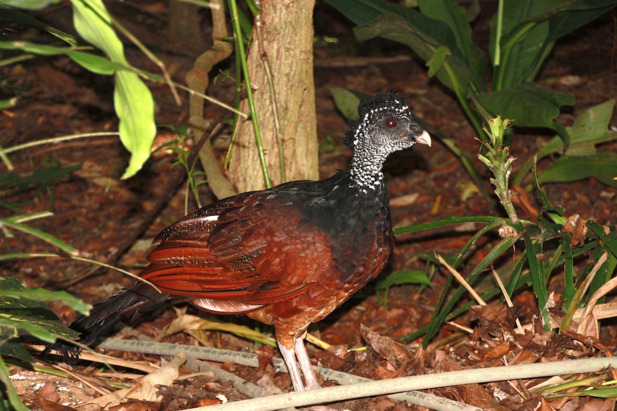 Kıvırcık Hokko - ML631288260