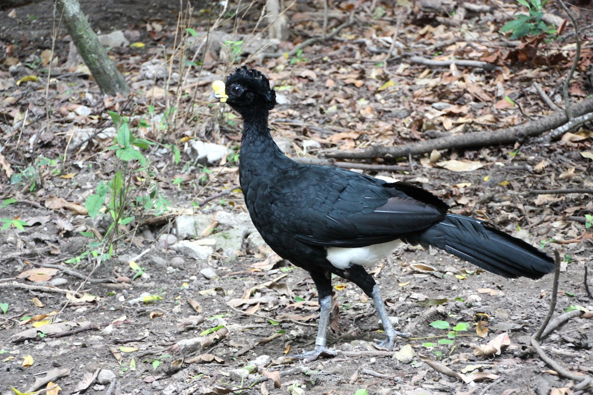 Kıvırcık Hokko - ML631288262