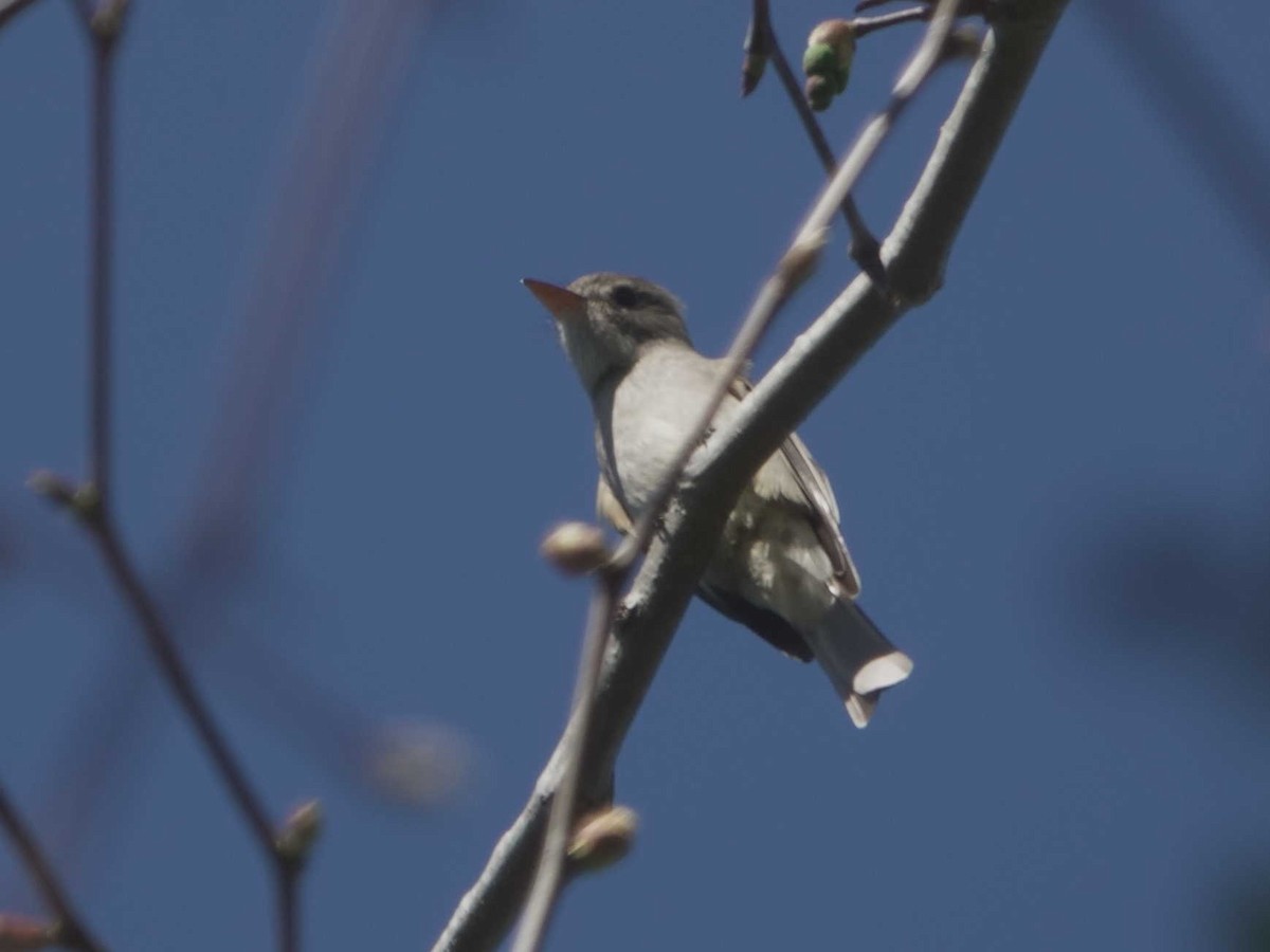 Greater Pewee - ML631288330