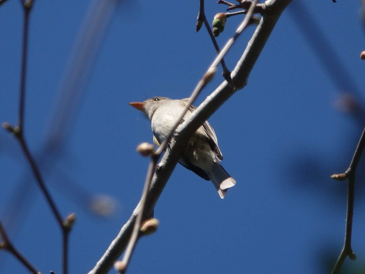Greater Pewee - ML631288331