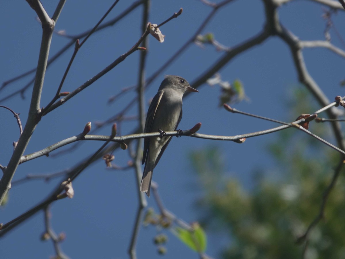 Greater Pewee - ML631288332