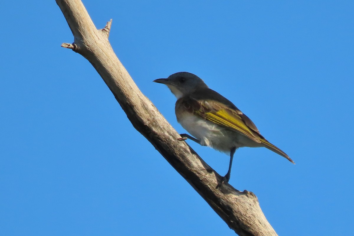 Rufous-banded Honeyeater - ML631288396
