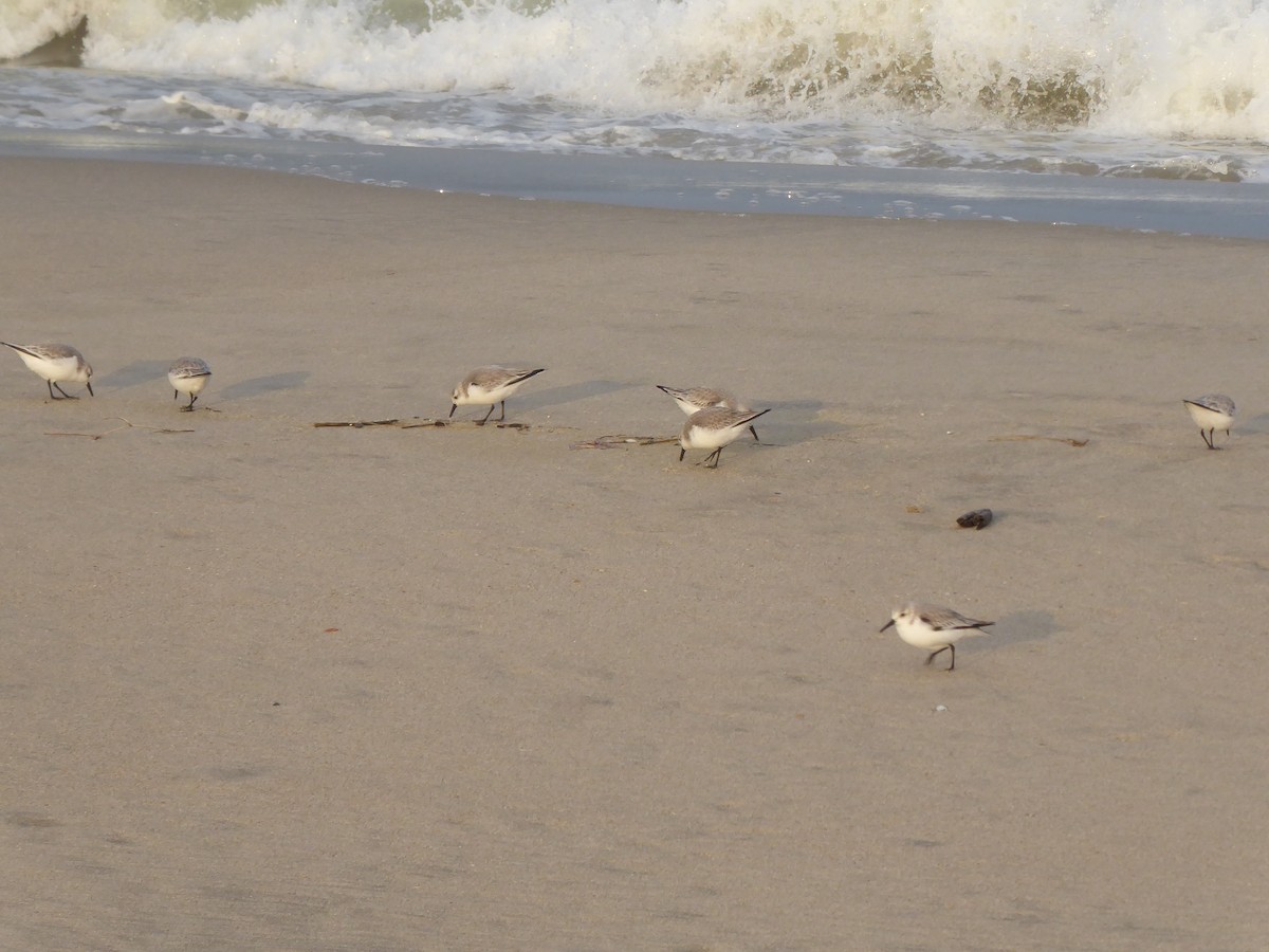 Sanderling - ML631288418