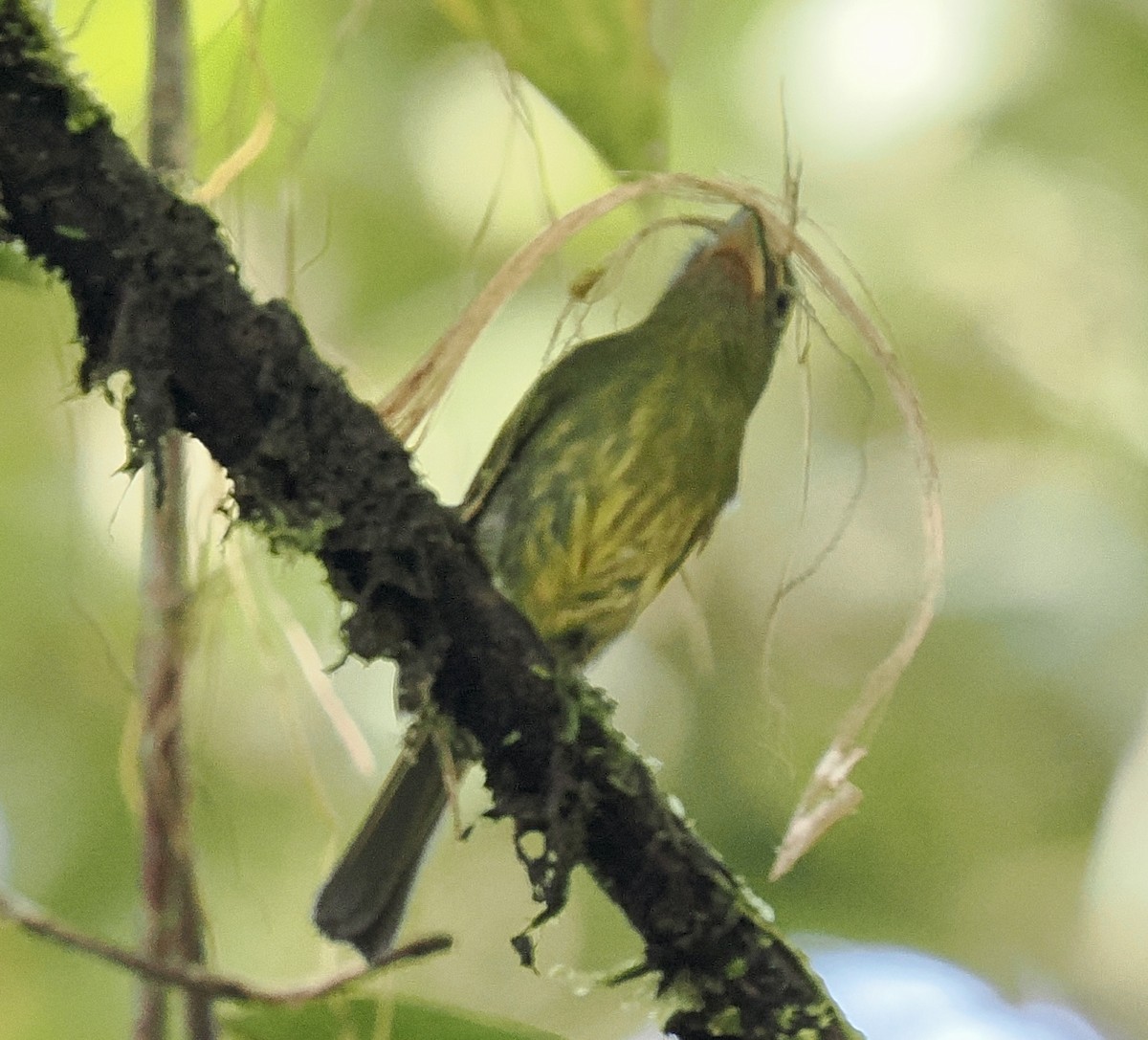 Pacific Flatbill - ML631289179