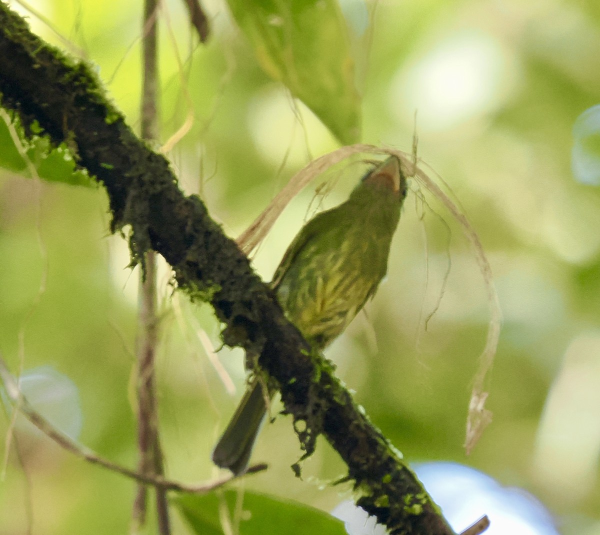Pacific Flatbill - ML631289180