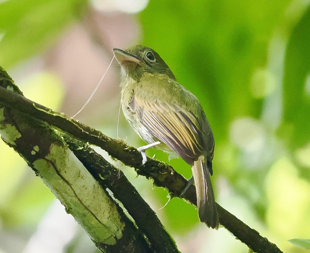 Pacific Flatbill - ML631289181