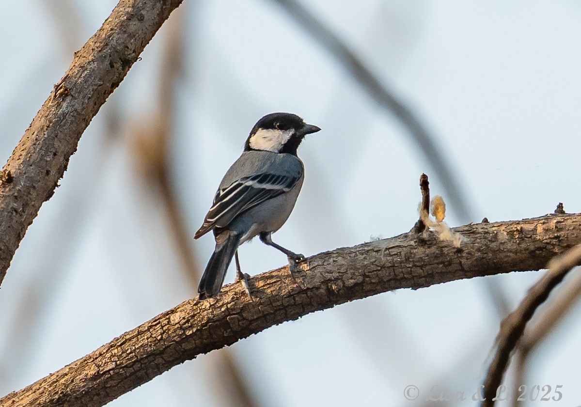 Asian Tit (Cinereous) - ML631289388