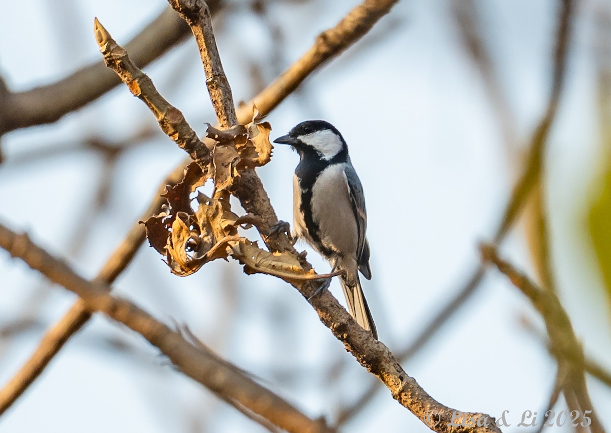 Asian Tit (Cinereous) - ML631289389