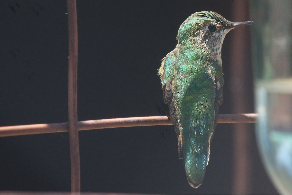 Geniş Kuyruklu Kolibri - ML631289410
