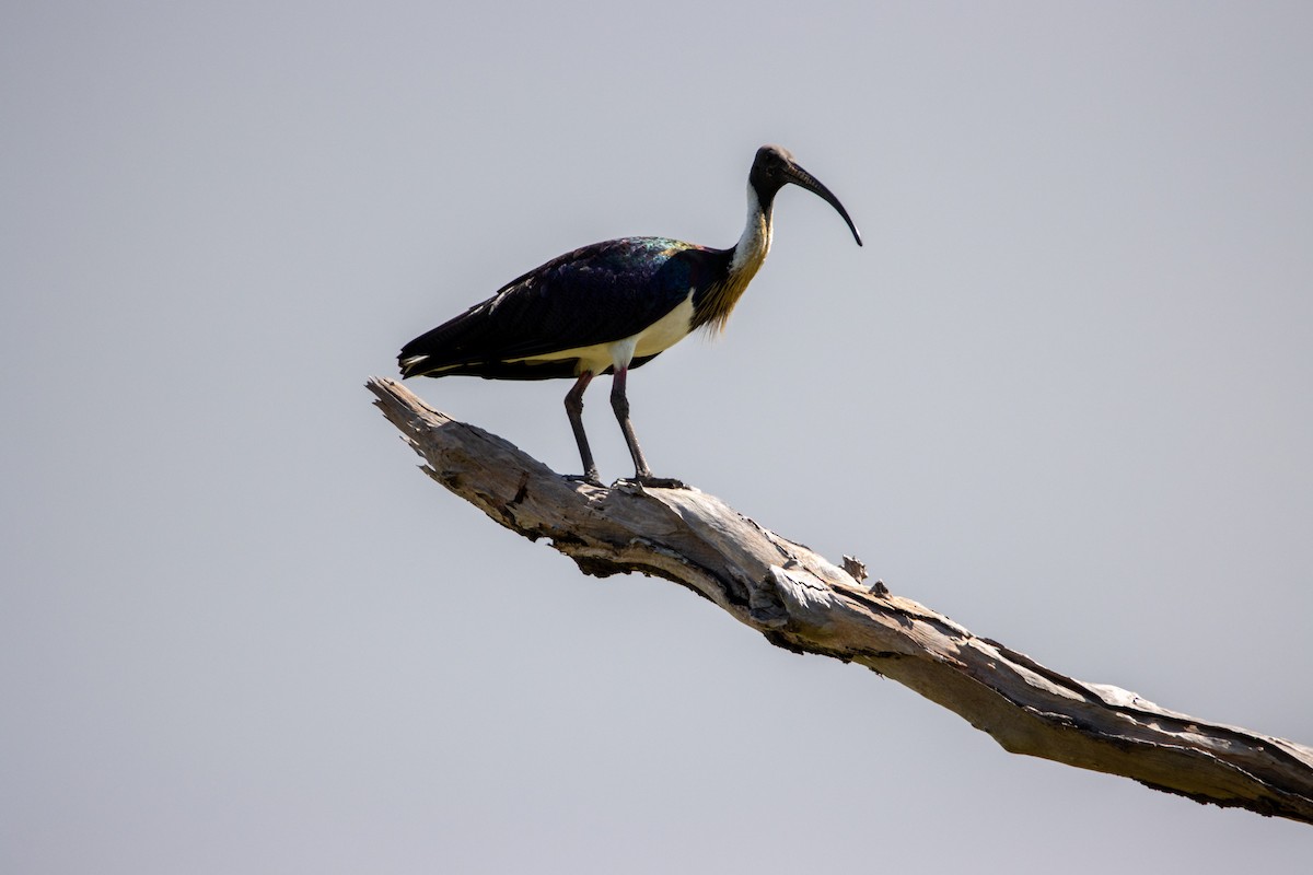 Straw-necked Ibis - ML631289415