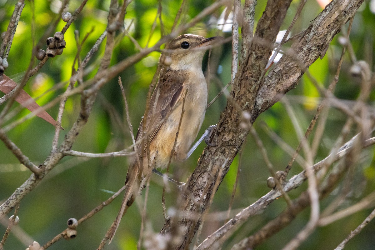 Australian Reed Warbler - ML631289461