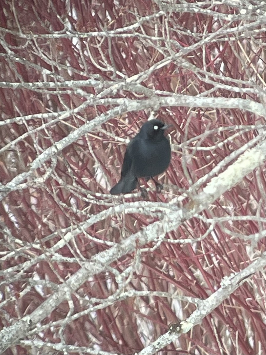 Rusty Blackbird - ML631289478