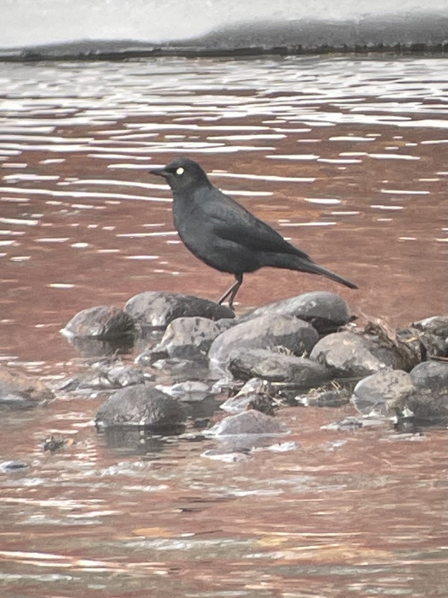 Rusty Blackbird - ML631289479