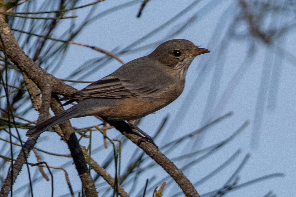 Rufous Whistler - ML631289508