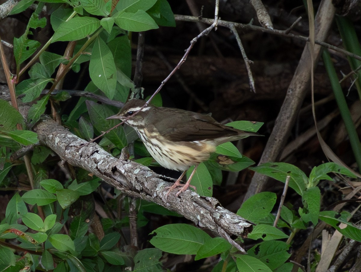Louisiana Waterthrush - ML631289625