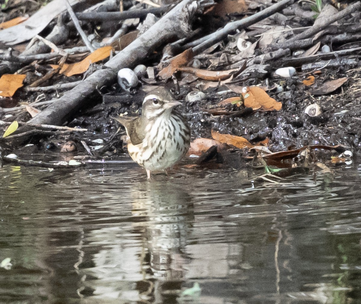 Louisiana Waterthrush - ML631289642