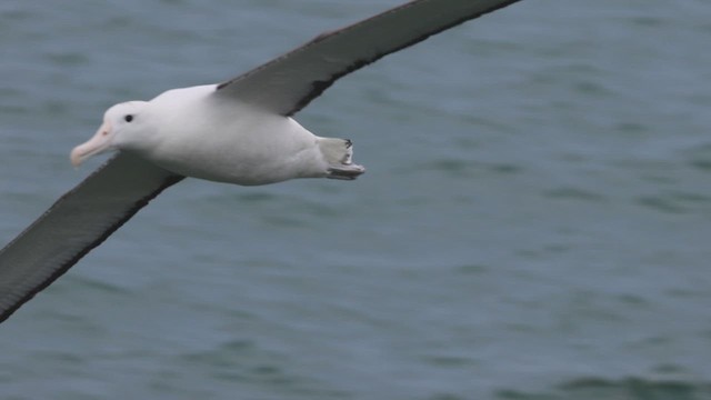 Kuzeyli Kral Albatros - ML631289895