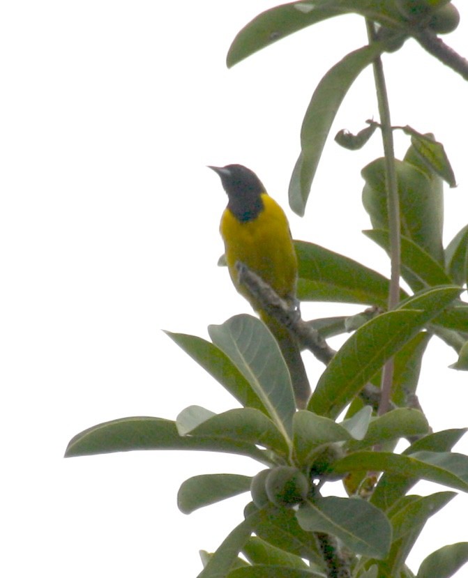 Bar-winged Oriole - ML631290002