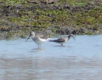 Greater Yellowlegs - ML631290084