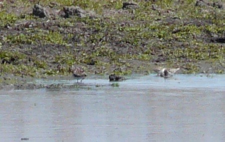 Least Sandpiper - ML631290091