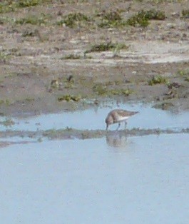 Least Sandpiper - ML631290096