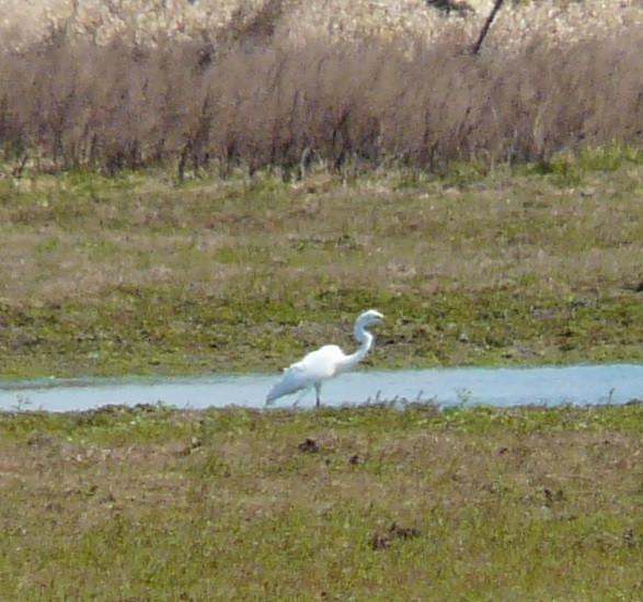 Great Egret - ML631290098
