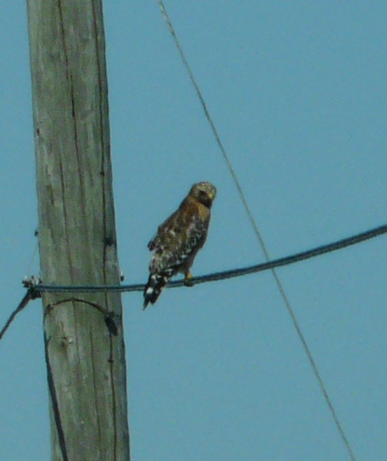 Red-shouldered Hawk - ML631290106