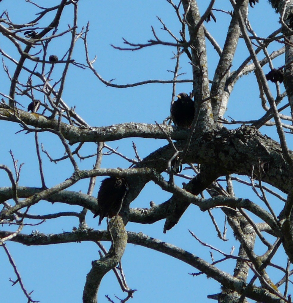 European Starling - ML631290114