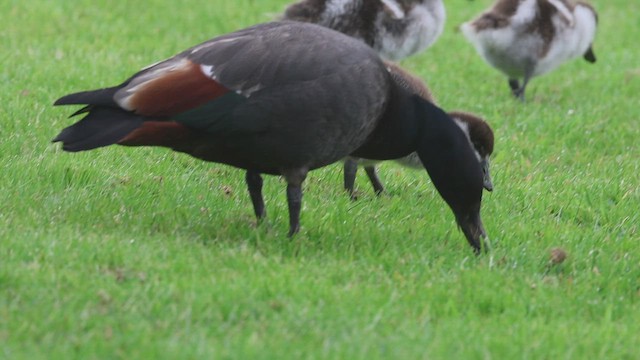 Paradise Shelduck - ML631290148