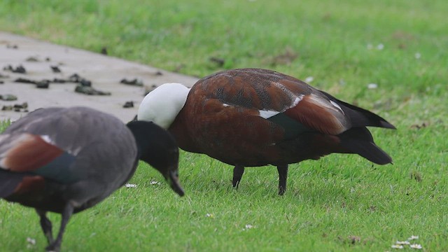 Paradise Shelduck - ML631290150