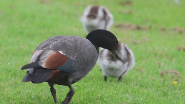 Paradise Shelduck - ML631290151