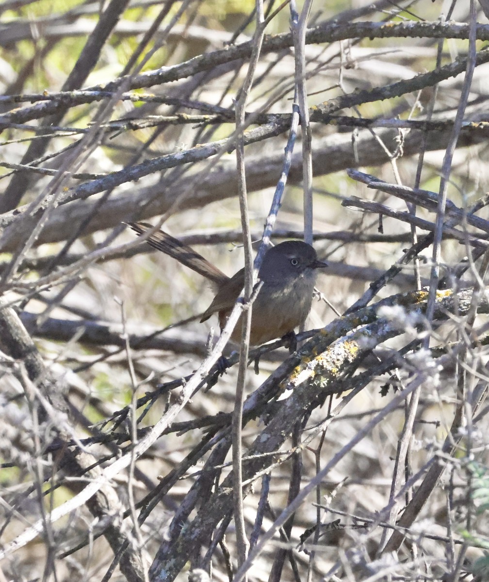 Wrentit - ML631290420