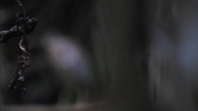volavka proměnlivá (ssp. striata) - ML631290572