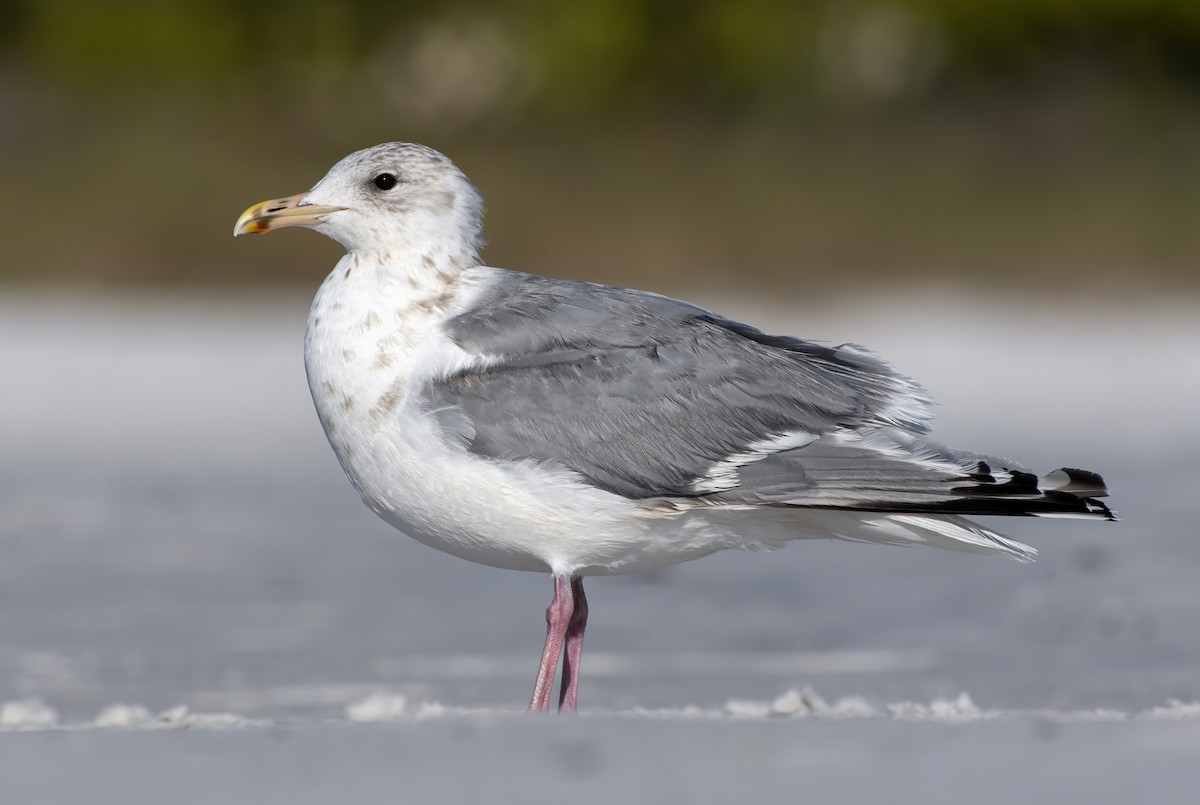 Iceland Gull - ML631290690
