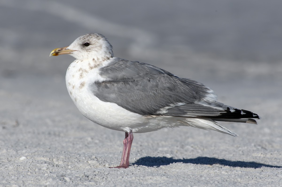 Iceland Gull - ML631290699