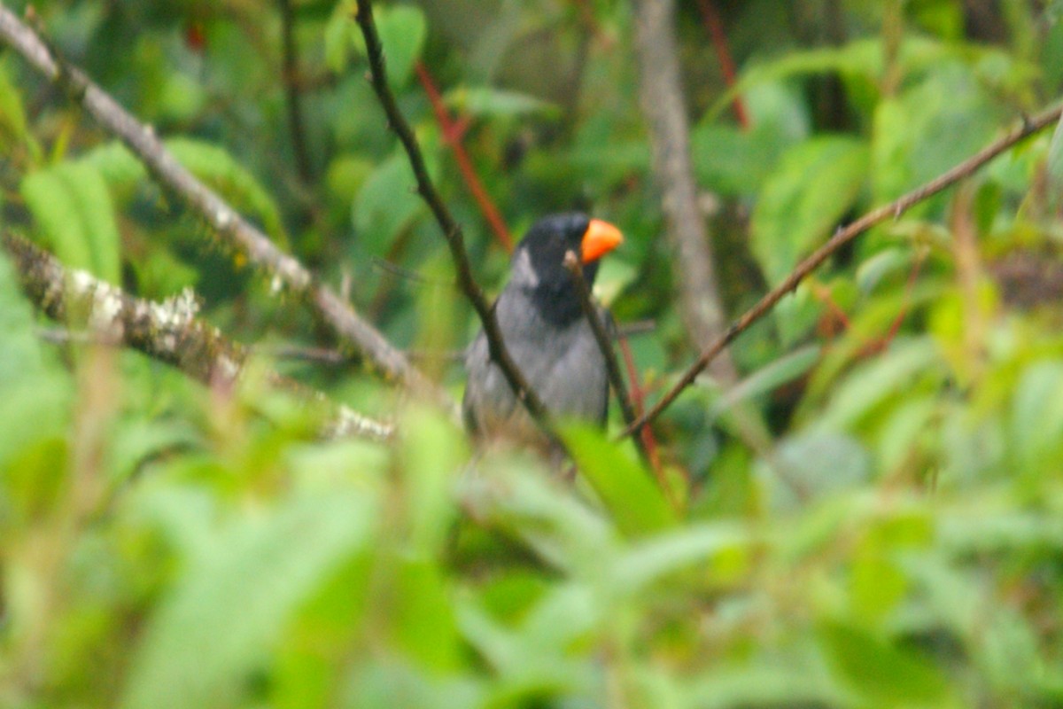 Black-cowled Saltator - ML631290781