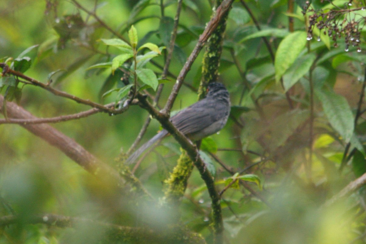 Black-cowled Saltator - ML631290782