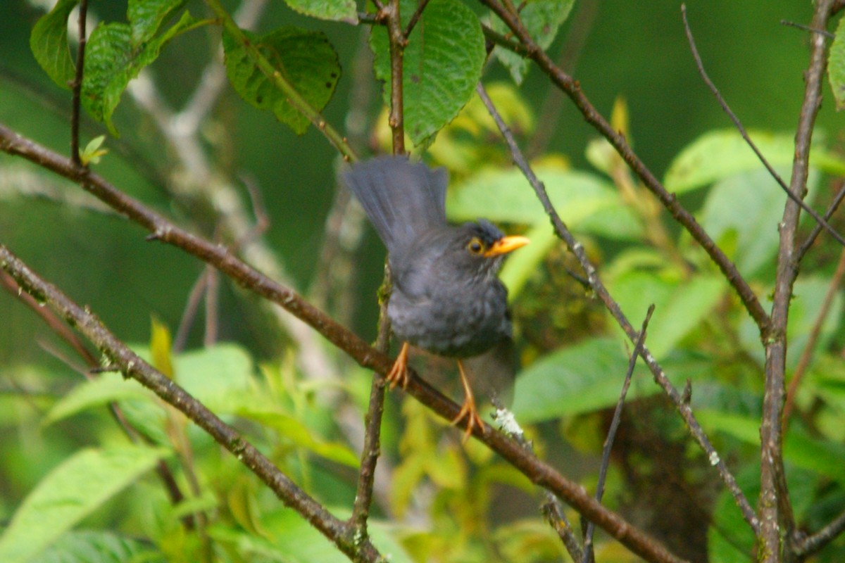Andean Slaty Thrush - ML631290851
